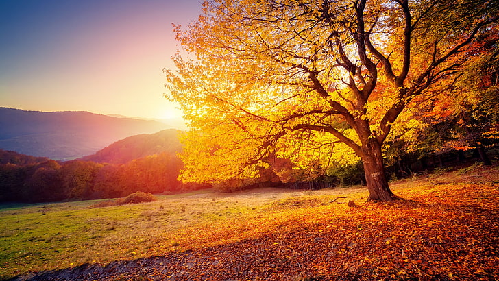 цвета осени, осень, листья, дерево, склон холма, природа, небо, утро, солнечный свет, рассвет, восход солнца, поле, HD обои