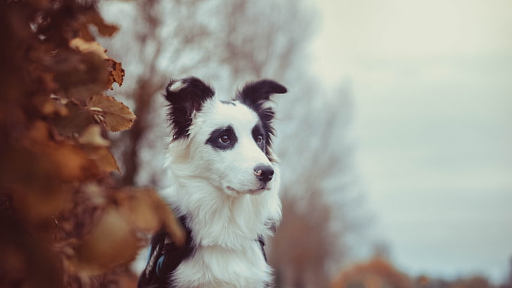 adult white and black Border Collie, dog, animals, HD wallpaper