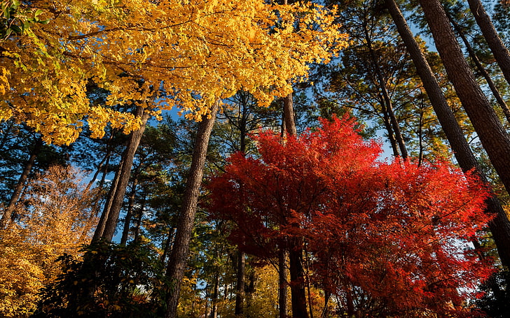 foglie di acero, alberi, natura, paesaggio, rosso, giallo, mattina, Sfondo HD