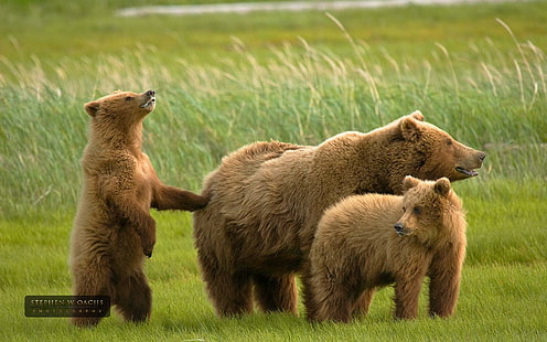 Grizzly Bear Family, grizzly, nature, wildlife, brown, animal, bear, family, animals, HD wallpaper HD wallpaper