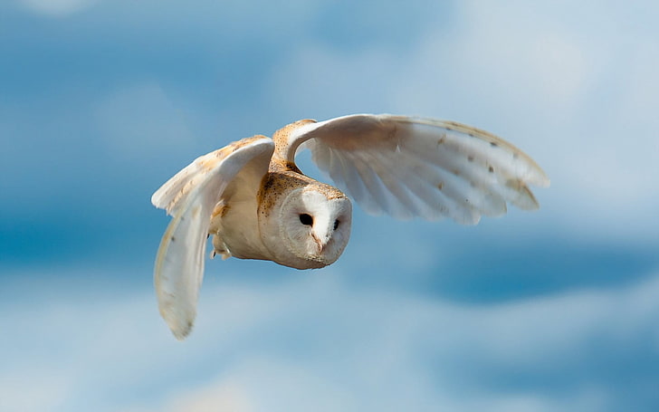 búho marrón y blanco volando bajo el cielo azul, pájaro, búho, naturaleza, cielo, vuelo, Fondo de pantalla HD
