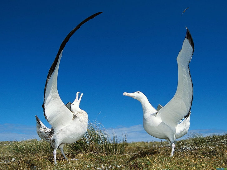 Albatross, bird, birds, Seabird, HD wallpaper