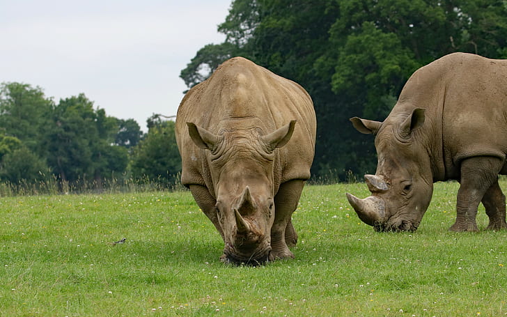 rhino, couple backgrounds, food, grass, Download 3840x2400 Rhino, HD wallpaper