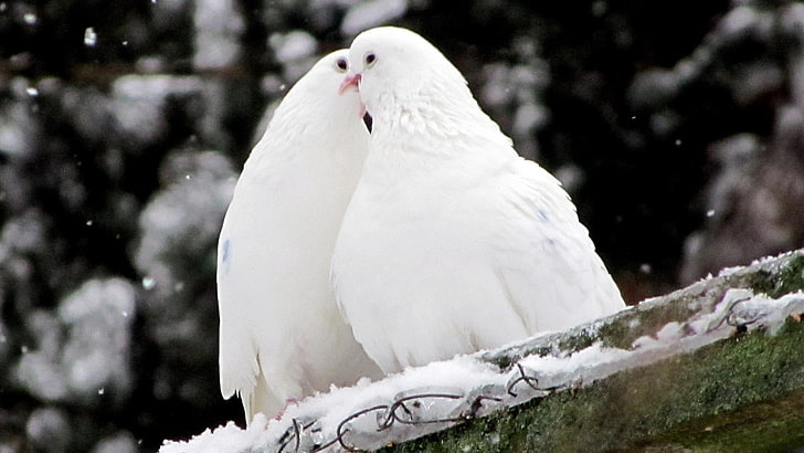 два белых голубя, голуби, птицы, перья, снег, HD обои