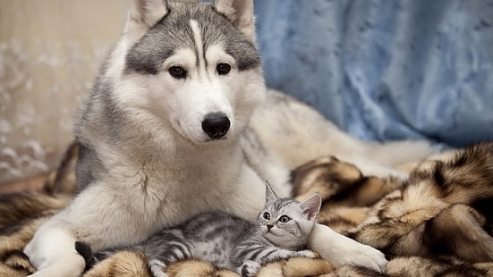 взрослый серый сибирский хаски, сибирский хаски, собака, кошка, животные, HD обои HD wallpaper