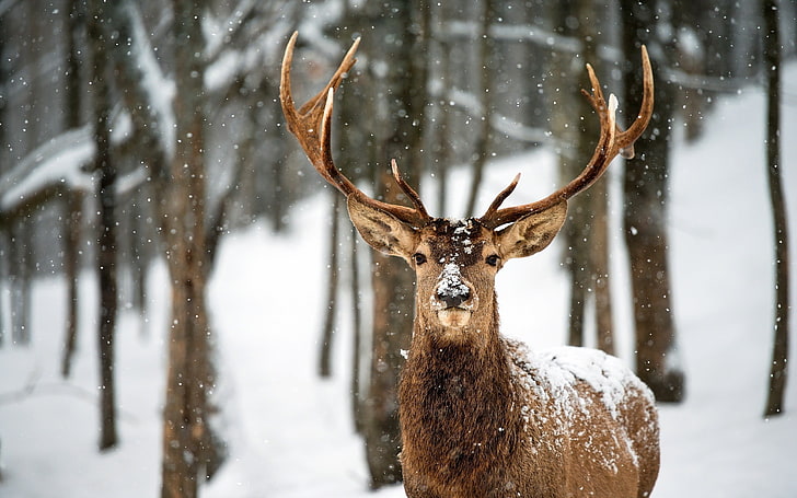 brown buck, animals, deer, HD wallpaper