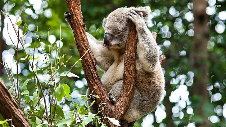 灰色のコアラ動物、森林、木、オーストラリア、コアラ、草食動物、有袋類、 HDデスクトップの壁紙