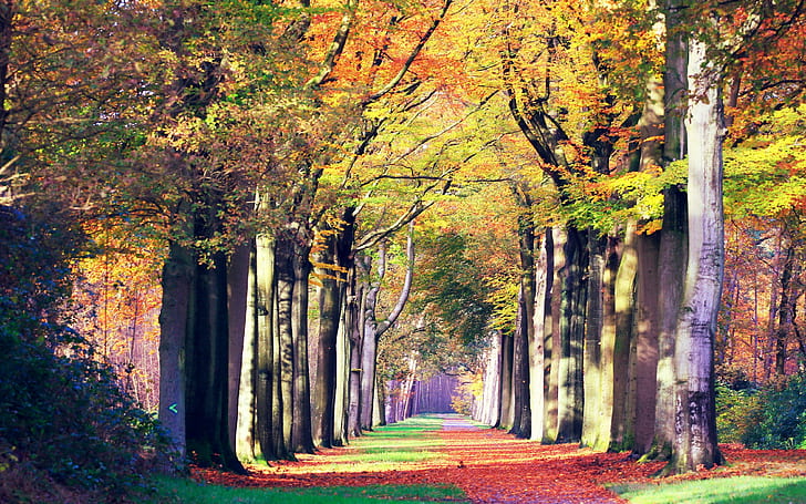 Есен, път, пейзаж, жълти и зелени листни дървета, Есен, път, пейзаж, HD тапет