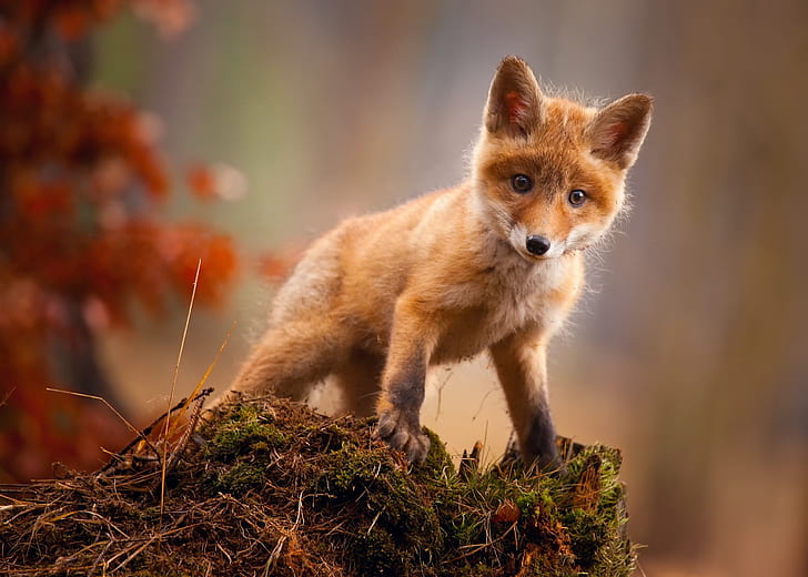 animals, fox, HD wallpaper