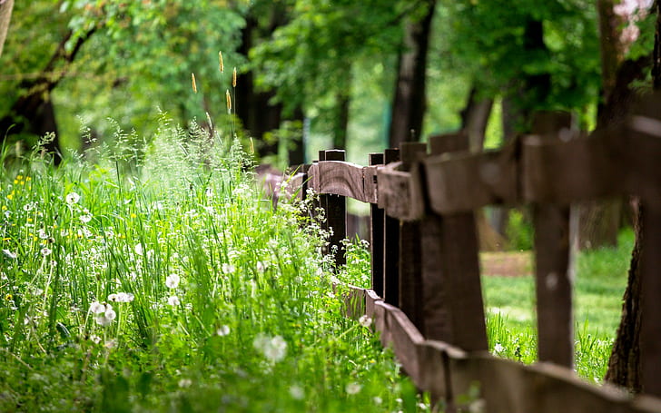 Summer fence, fence, grass, summer, HD wallpaper