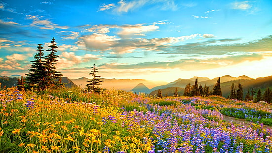 Pôr do sol-montanha região selvagem França-primavera flores da montanha-amarelo-azul Rainier-roxo tremoços-pinheiros-céu azul-nuvens-HD Wallpaper-1920 × 1080, HD papel de parede HD wallpaper