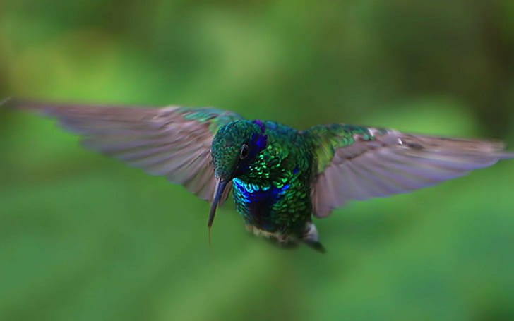 colibrì, animali, uccelli, Sfondo HD