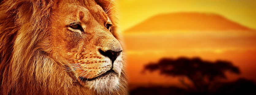 lion 4k images de haute qualité, Fond d'écran HD HD wallpaper
