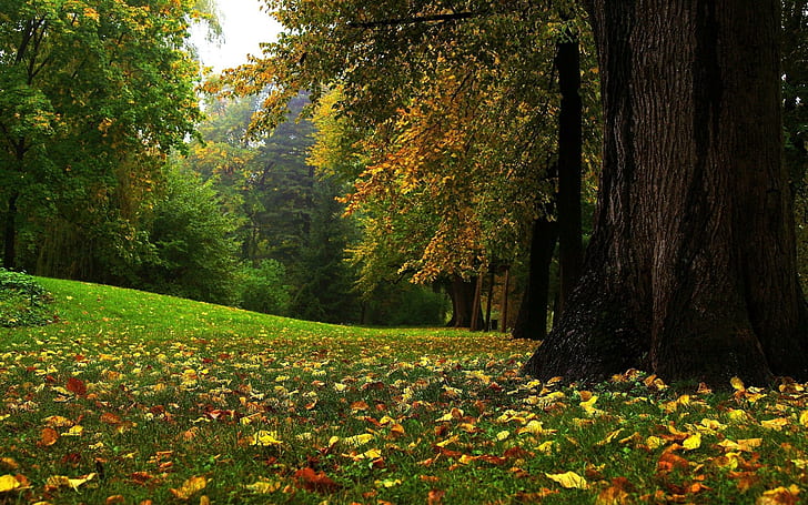 Autumn Forest Glade, autumn, nature, forest, glade, HD wallpaper