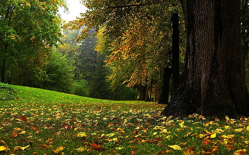Clairière de la forêt d'automne, automne, nature, forêt, clairière, Fond d'écran HD HD wallpaper