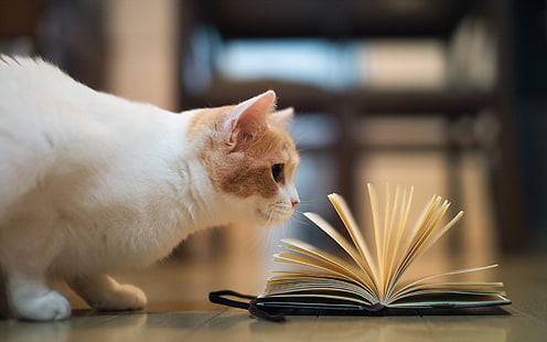 Humorous pictures, cat reading book, white cat and black covered book, Humorous, Pictures, Cat, Reading, Book, HD wallpaper HD wallpaper