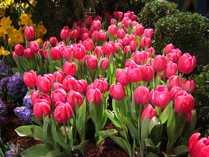 ピンクの花、春の花、ピンク、春の花、チューリップ、自然、花、春、植物、赤、花壇、マルチカラー、グリーンカラー、屋外、夏、花、頭、季節、自然の美しさ、 HDデスクトップの壁紙