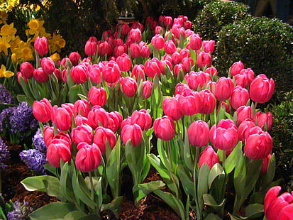 rosa blumen, frühlingsblumen, rosa, frühlingsblumen, tulpe, natur, blume, frühling, pflanze, rot, blumenbeet, bunt, grüne farbe, im freien, sommer, blüte, jahreszeit, schönheit in der natur, HD-Hintergrundbild HD wallpaper