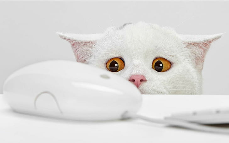 animals, background, cats, computers, eyes, funny, Keyboards, mice, Simple, white, yellow, HD wallpaper
