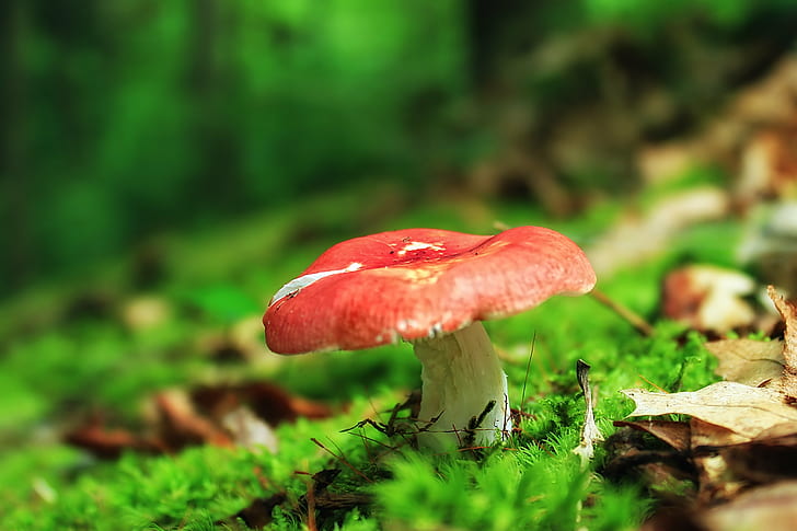 focus photography of red and white mushroom, Early-Morning, Hike, focus, photography, white mushroom, Pennsylvania, Lycoming County, Tiadaghton State Forest, Wolf Run, Run Wild, Area, Golden Eagle Trail, Wilds, hiking, forest, mushroom, fungus, fungi, Russula silvicola, moss, understory, undergrowth, macro, nature, summer, creative commons, autumn, close-up, plant, season, cap, HD wallpaper