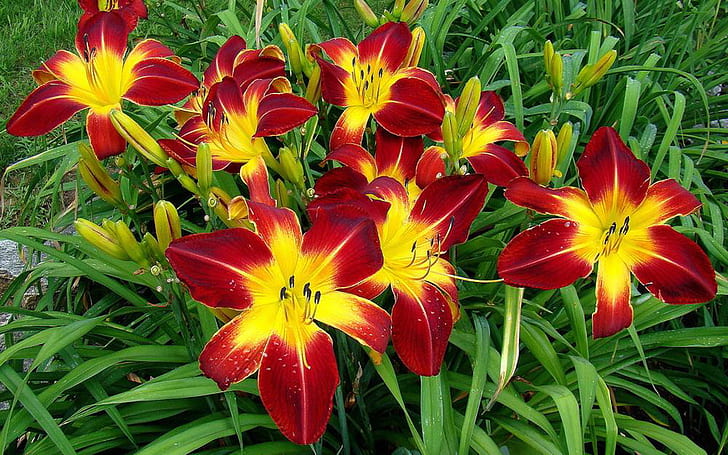Daylily Hemerocallis’ Ruby Spider’ Fine Variety Perennial Plants Color Of Flowers Deep Wine Red Desktop Hd Wallpaper For Mobile Phones Tablet And Pc 1920×1200, HD wallpaper