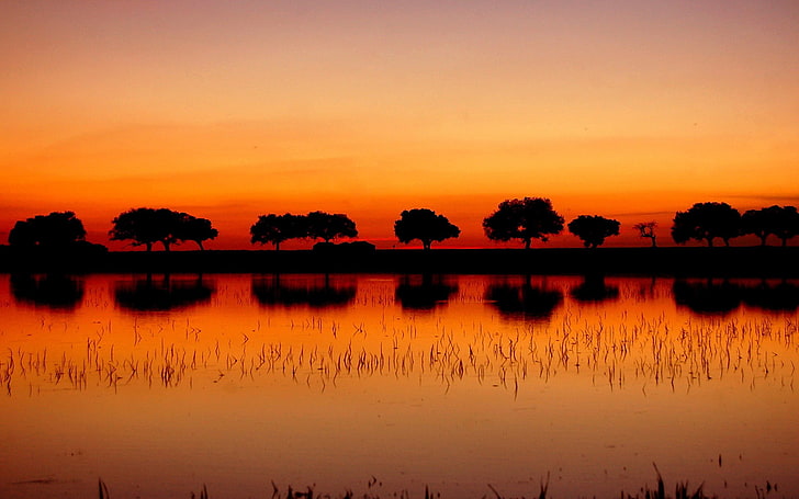 silhouette of trees during golden hours, landscape, silhouette, sunset, trees, reflection, HD wallpaper