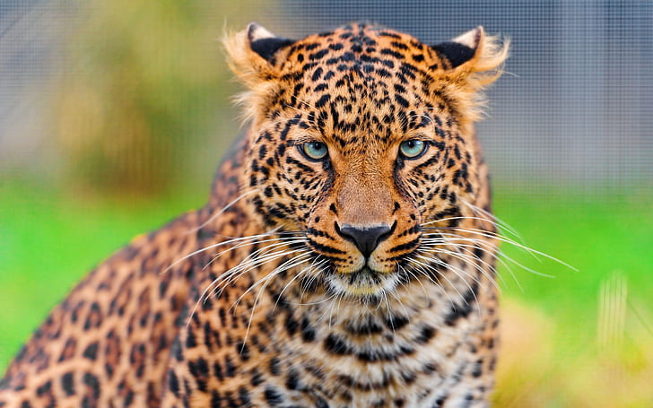 Leopard face HD close-up, Leopard, Face, HD, HD wallpaper