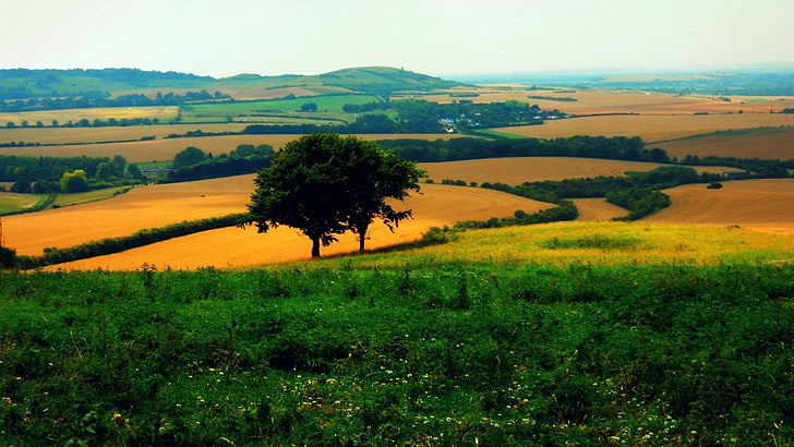 зелена и жълта поляна, дървета, ниви, земеделие, ясно, HD тапет