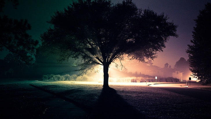 сиво листно дърво, дървета, път, нощ, пейзаж, светлини, HD тапет