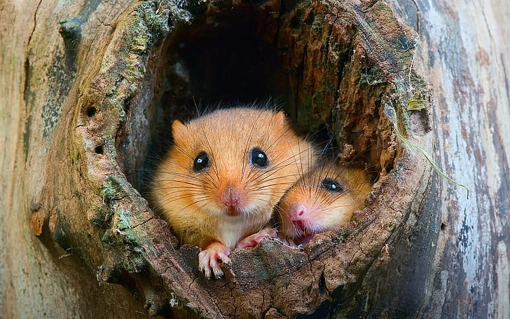 tree, rats, mouse, the hollow, hamsters, HD wallpaper