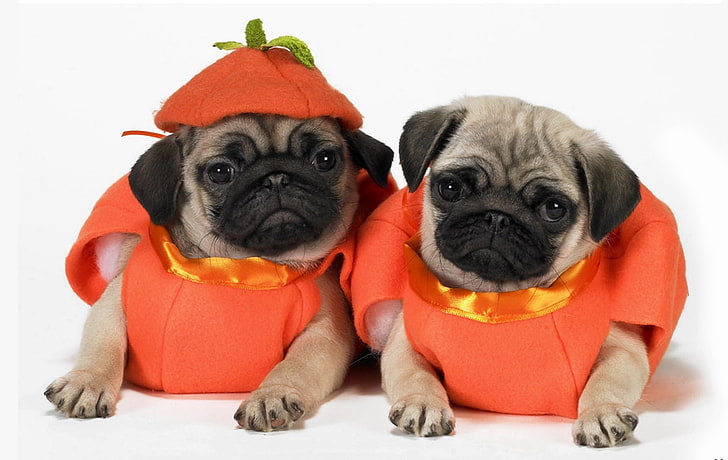 two pug puppies, pugs, dogs, puppies, costumes, HD wallpaper