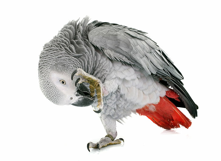 Birds, African Grey Parrot, Bird, Parrot, HD wallpaper