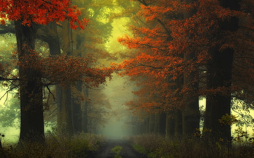 malowanie czerwonych drzew, ścieżka otoczona drzewami malowanie, natura, krajobraz, mgła, las, ścieżka, krzewy, drzewa, czerwony, pomarańczowy, liście, poranek, atmosfera, Tapety HD HD wallpaper