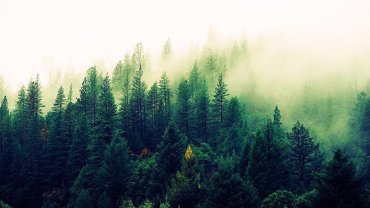 green, tree, mist, forest, foggy, misty, mountainside, pine, pine forest, HD wallpaper