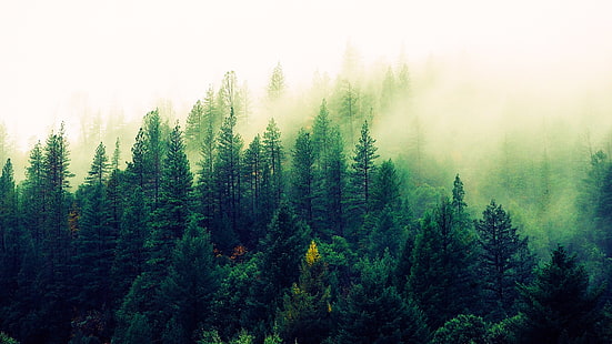 verde, albero, nebbia, foresta, nebbioso, nebbioso, fianco di una montagna, pino, pineta, Sfondo HD HD wallpaper