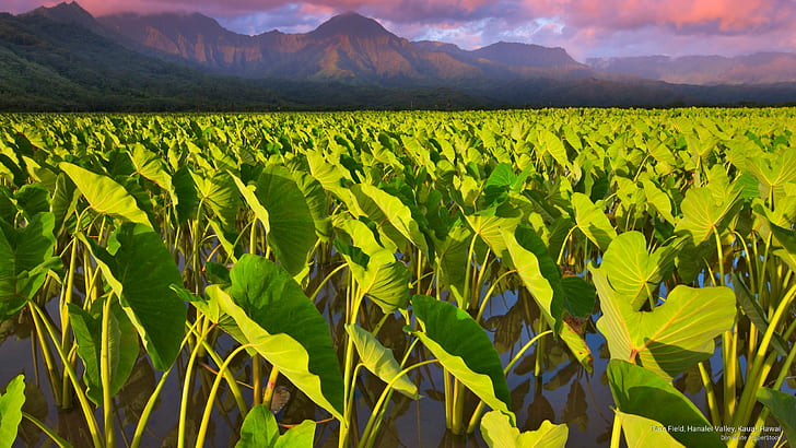 Lapangan Taro, Lembah Hanalei, Kauai, Hawaii, Kepulauan, Wallpaper HD