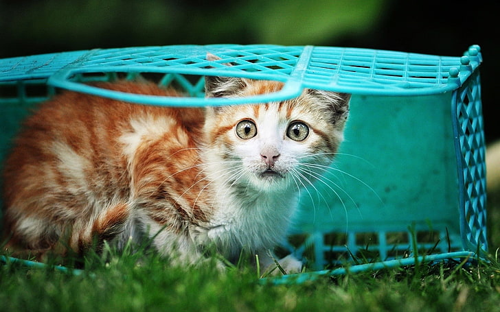 แมวสัตว์ตะกร้าหญ้า, วอลล์เปเปอร์ HD