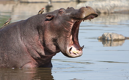 pink and gray hippopotamus, hippo, mouth, angry, water, HD wallpaper HD wallpaper