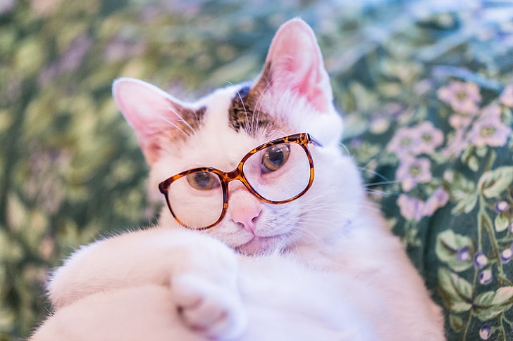 animals, cat, glasses, pet, HD wallpaper