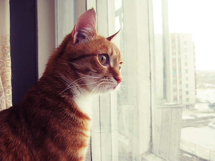 short-fur orange cat, cat, red, looks, curious, the window, HD wallpaper
