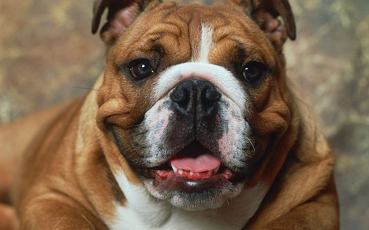 adult tan and white English bulldog, dog, muzzle, boxer, brown, white, HD wallpaper