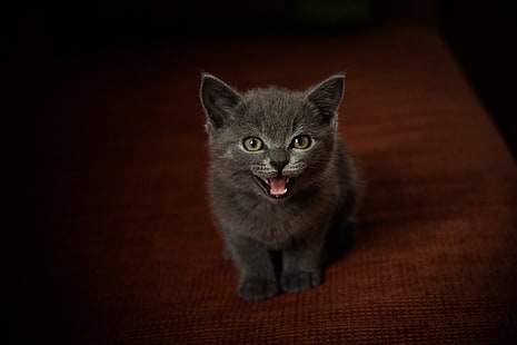 ลูกแมวสีเทาขนสั้นสัตว์แมวลูกแมว, วอลล์เปเปอร์ HD HD wallpaper