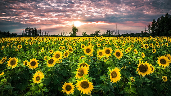 Blumen, gelbe Blumen, Feld, Sonnenblumen, Landschaft, HD-Hintergrundbild HD wallpaper