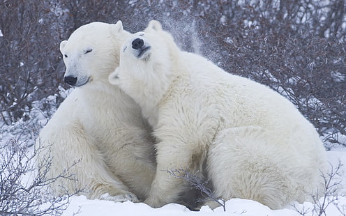 Lindos osos polares, oso blanco, oso polar, oso, Fondo de pantalla HD HD wallpaper