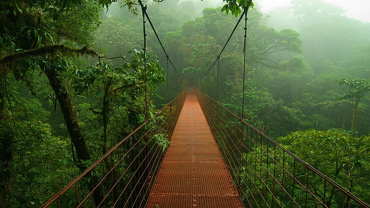 коричневый металлический подвесной мост, фотография, мост, лес, тропический лес, природа, деревья, HD обои