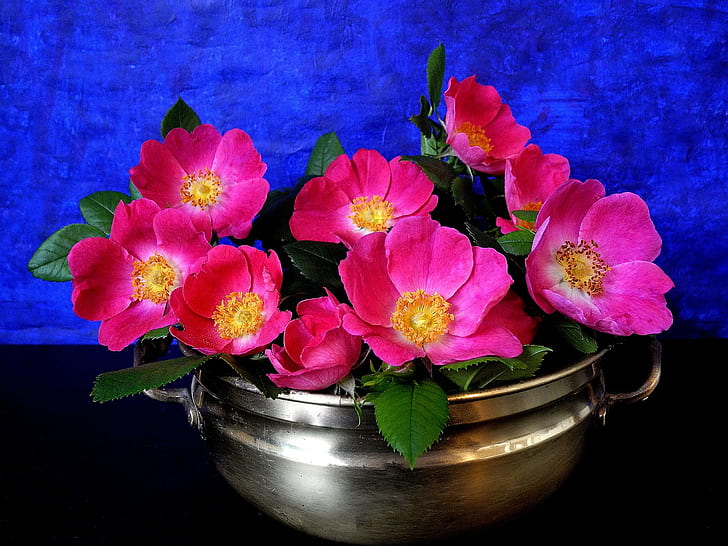 Fiori rosa, petali, vaso, rosa, fiori, petali, vaso, Sfondo HD