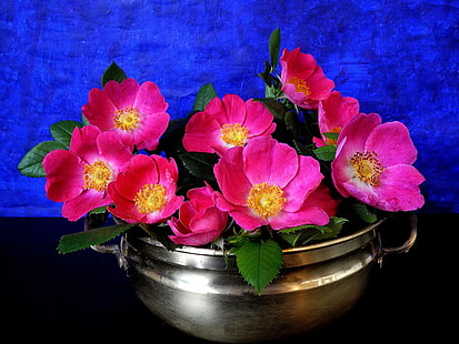 Rosa blommor, kronblad, vas, rosa, blommor, kronblad, vas, HD tapet HD wallpaper