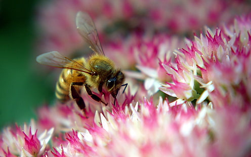 Пчелы собирают нектар, пчелы, собирают, нектар, HD обои HD wallpaper