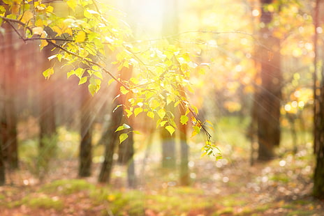 green leafed tree, leaves, the sun, rays, trees, branches, nature, background, tree, Wallpaper, blur, yellow, widescreen, full screen, HD wallpapers, beautiful Wallpapers, HD wallpaper HD wallpaper