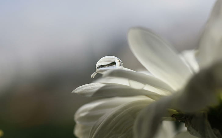 Water drop on the petal, white petaled flower, flowers, 2560x1600, petal, water, drop, HD wallpaper